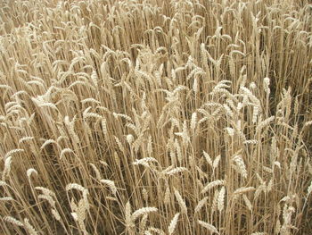 Full frame shot of wheat field