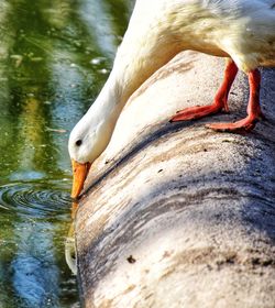 Close-up of duck drinking water