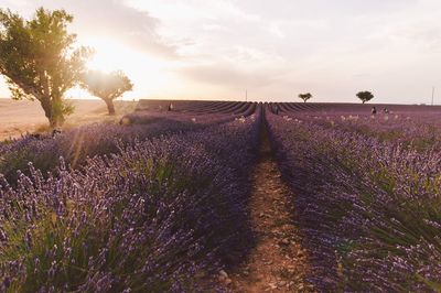 Scenic view of field against sky during sunset