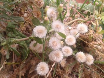 Close-up of cactus growing on field