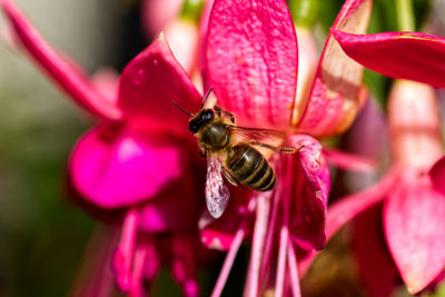 Close-up of bee pollinating on pink flower