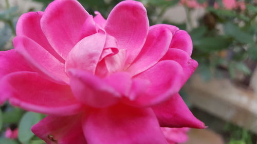 Close-up of pink rose