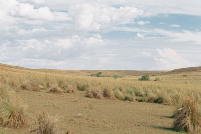 Scenic view of field against sky