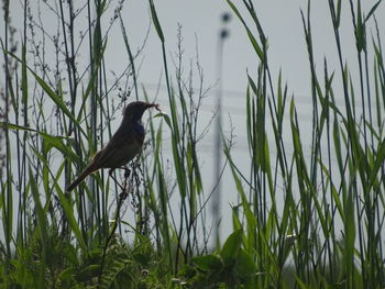 Bird perching on grass
