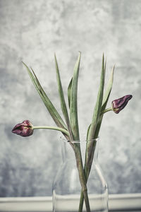 Close-up of red flowering plant