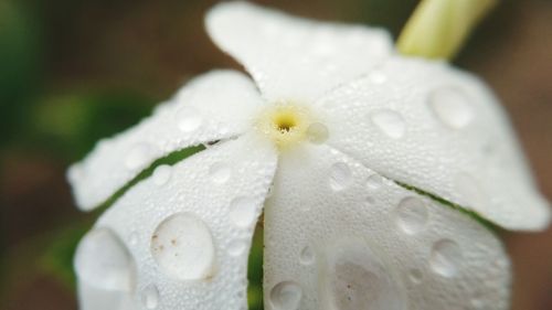 Close-up of wet white flower