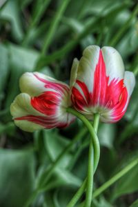 Close-up of red flower blooming outdoors