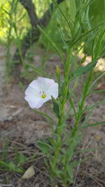 Close-up of white flowering plant on field