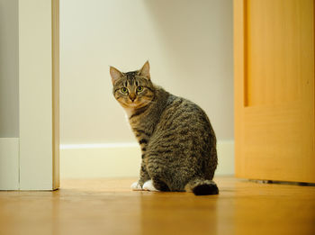 Portrait of tabby cat standing at doorway