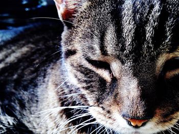 Close-up of a cat