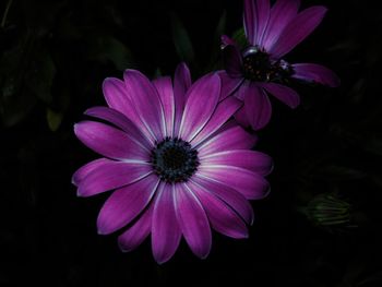 Close-up of purple flower