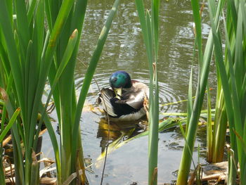 Ducks in a lake
