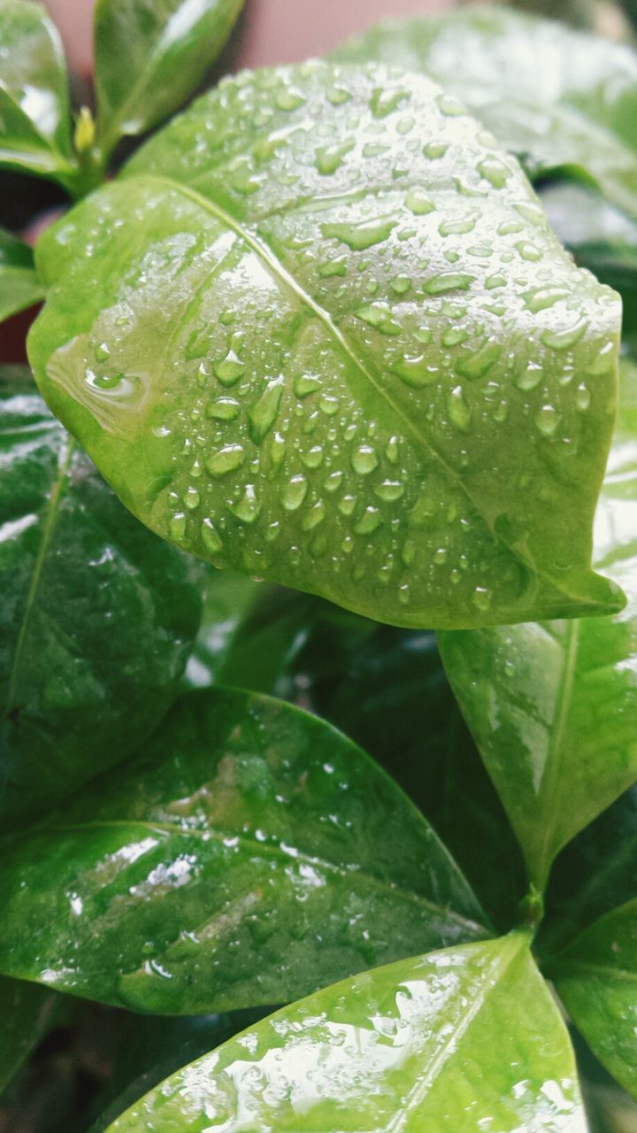 drop, leaf, freshness, wet, close-up, water, green color, growth, dew, plant, nature, beauty in nature, focus on foreground, leaf vein, fragility, selective focus, raindrop, droplet, water drop, no people