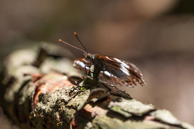 Close-up of insect on rock