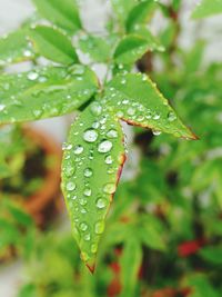 Close-up of wet plant leaves