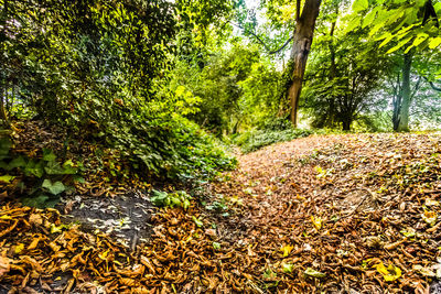 View of footpath in forest