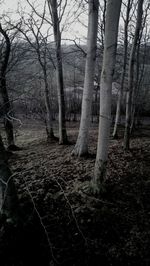 Bare trees in forest