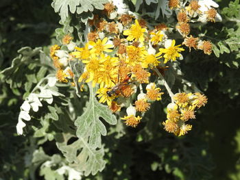 plant