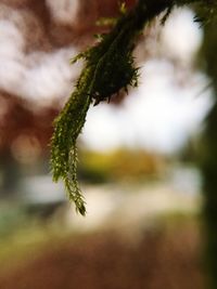 Close-up of small plant growing outdoors