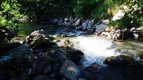 River flowing through forest