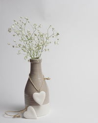 Close-up of plant against white background