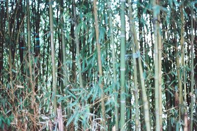 Full frame shot of bamboo plants