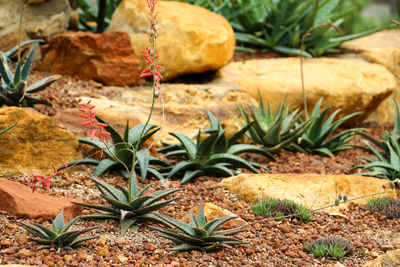 Close-up of plant growing on field during autumn