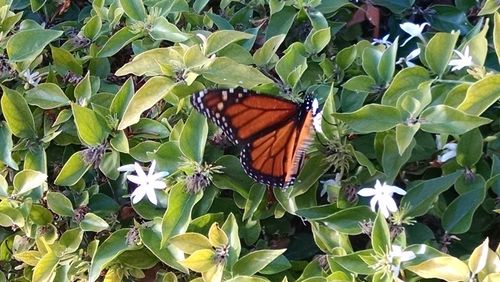 High angle view of butterfly perching on plant