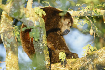 Low angle view of monkey on tree