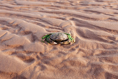 High angle view of crab on sandy beach during sunny day