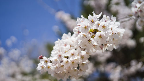 Close-up of cherry blossoms