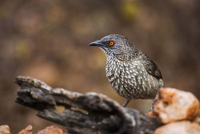 Close-up of bird perching on rock