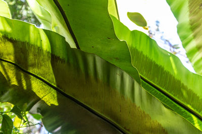 Low angle view of leaves on plant