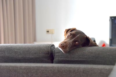 Close-up of dog sitting on sofa at home