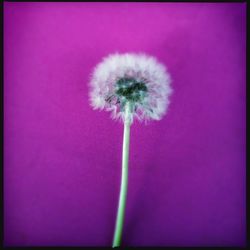 Close-up of dandelion flower