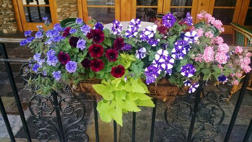 Close-up of potted plants