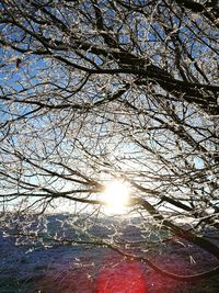 Low angle view of trees against sky