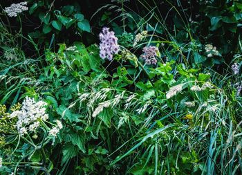 High angle view of plants growing on field