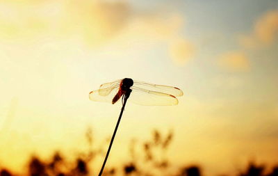 Close-up of insect on flower against sky