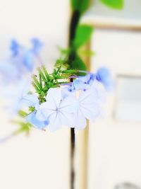 Close-up of insect on flower