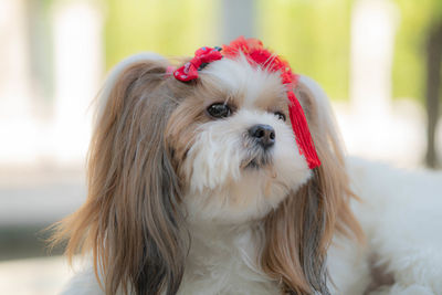 Close-up of a dog