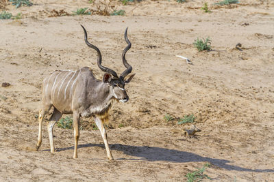 Kudu walking at national park
