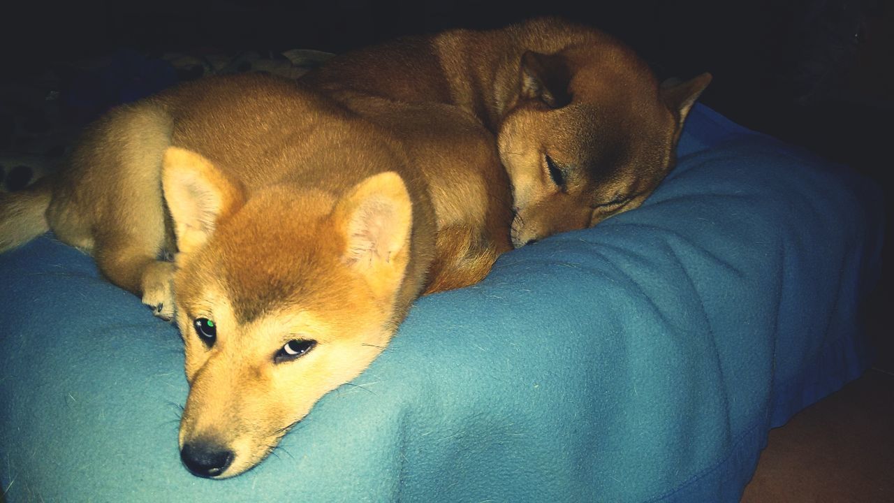 indoors, domestic animals, pets, animal themes, one animal, mammal, dog, portrait, relaxation, home interior, bed, looking at camera, close-up, resting, sofa, lying down, one person, animal head, high angle view, front view