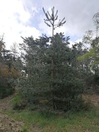 Pine trees on field against sky