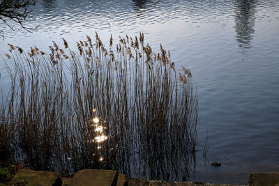 High angle view of plants by lake