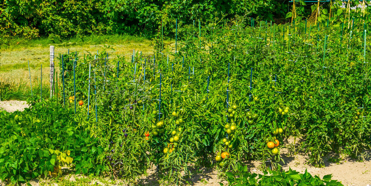 VIEW OF FLOWERING PLANTS ON FIELD