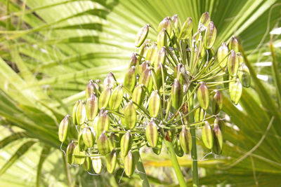 Close-up of green leaves on plant