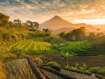 Scenic view of agricultural field against sky during sunset