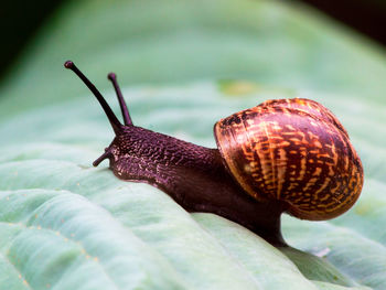 Close-up of snail