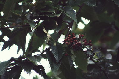 Low angle view of tree branches